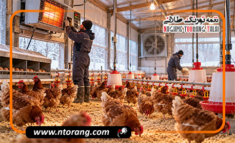 پرورش مرغ تخم‌گذار در فصل سرما چگونه است؟